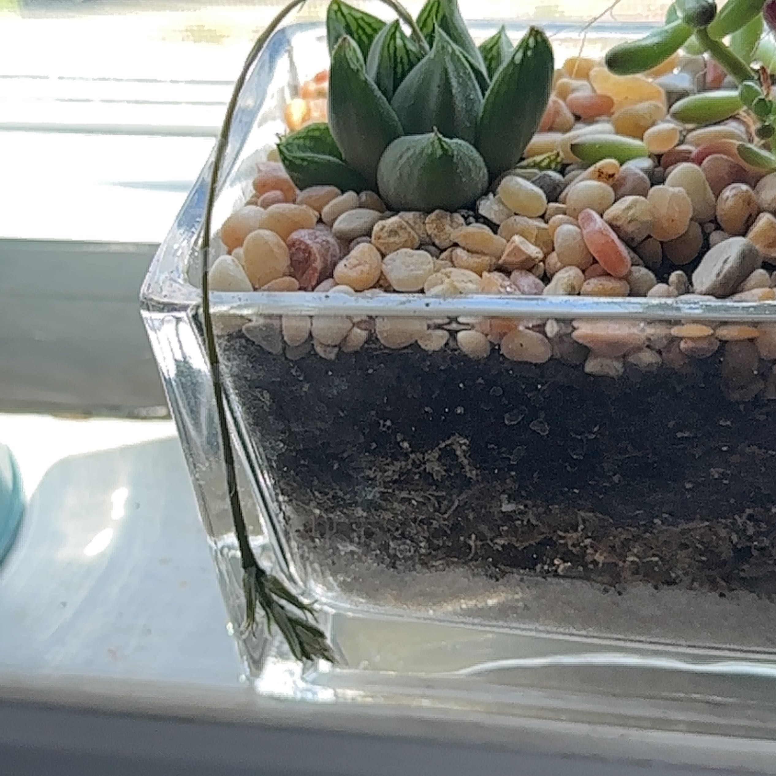 Haworthia cooperi plant in a glass container with pebbles and visible soil.