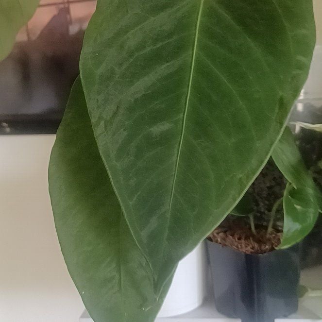 Photo of the plant species Anthurium Angamarcanum by @BuoyantSandleek named Harmony on Greg, the plant care app