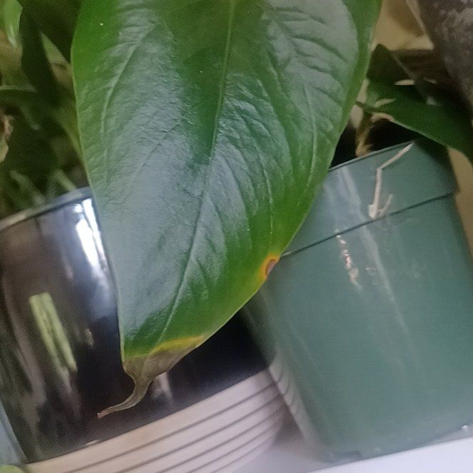 Photo of the plant species Anthurium Nigrolaminum Gigi by @BuoyantSandleek named Beckham on Greg, the plant care app