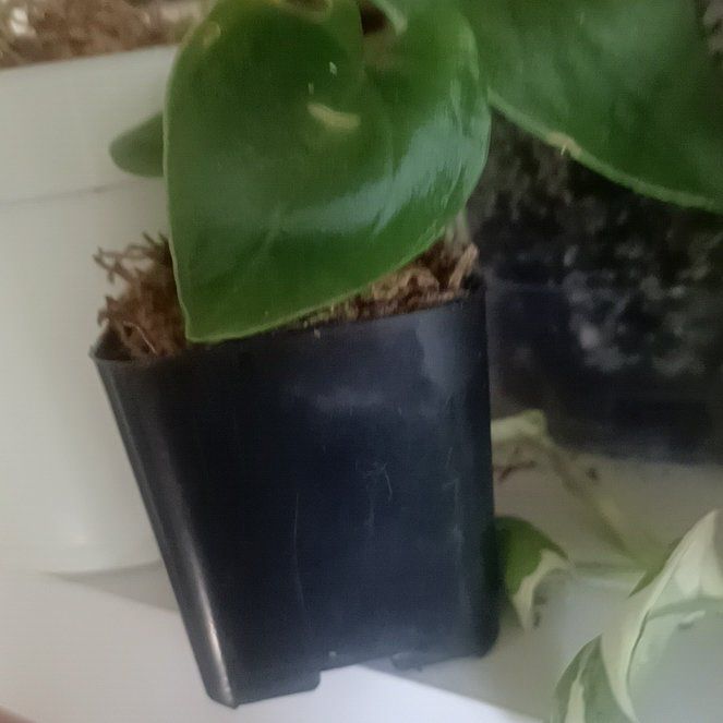 Photo of the plant species Anthurium Nigrolaminum Gigi by @BuoyantSandleek named Mochi on Greg, the plant care app