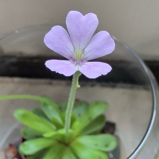 Photo of the plant species Pinguicula emarginata by @RookDarkly named McKinley on Greg, the plant care app