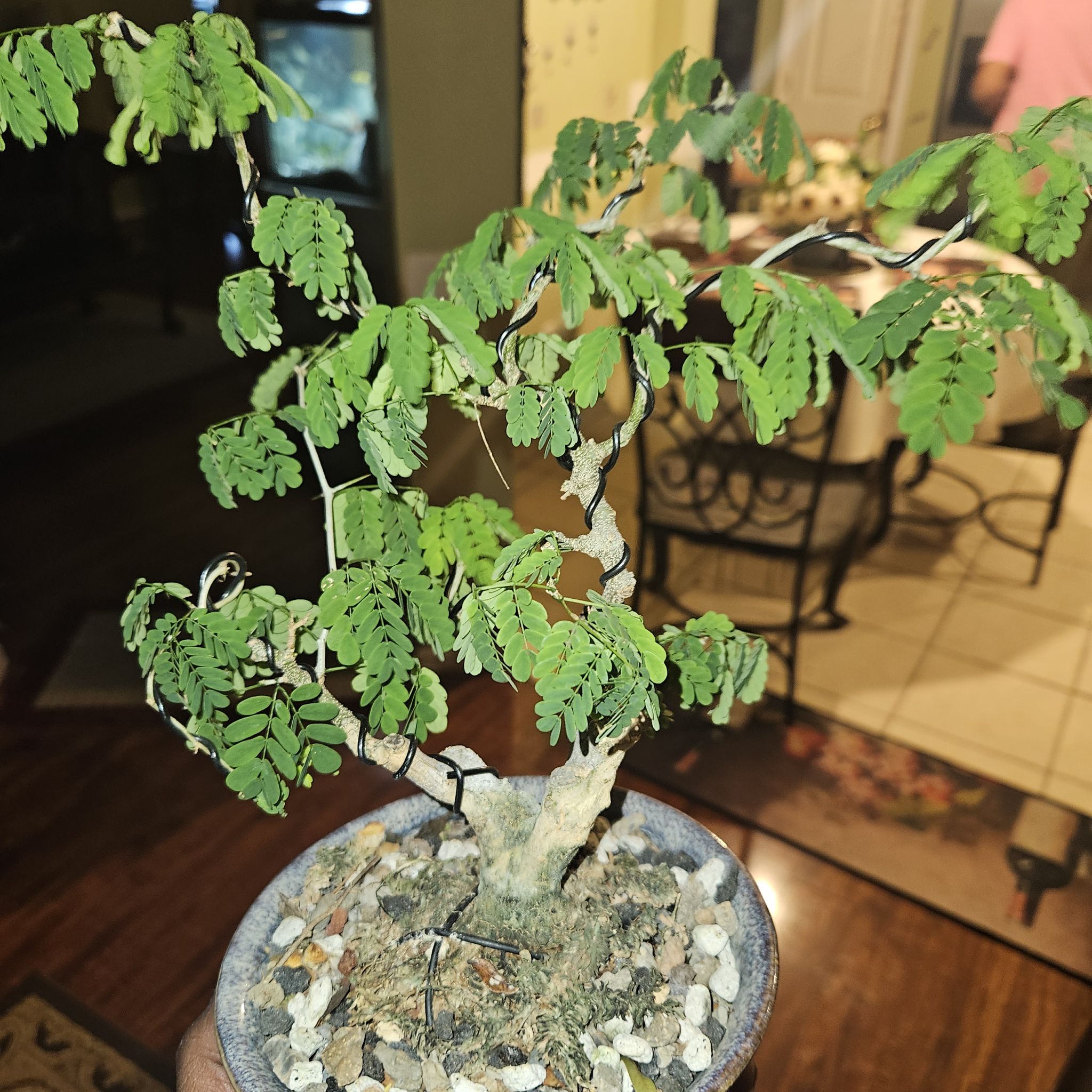 Photo of the plant species Brazillian Rain Tree by @BoldCoconut named Tubby on Greg, the plant care app