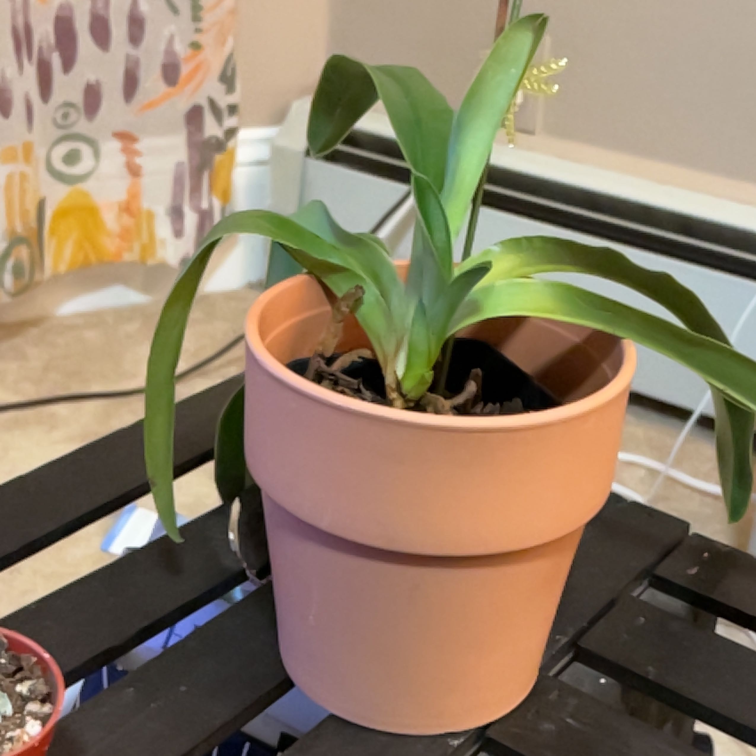 Photo of the plant species Paphiopedilum charlesworthii fma. sandowiae by @FacileTutsan named Gooey on Greg, the plant care app