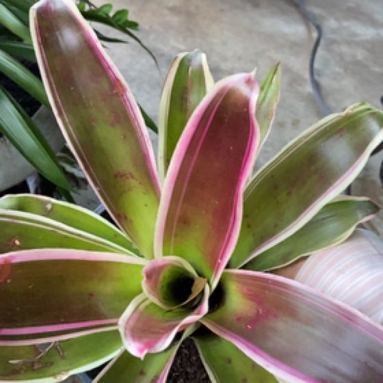 Photo of the plant species Neoregelia 'Raphael' by @MightyMystax named Willow on Greg, the plant care app