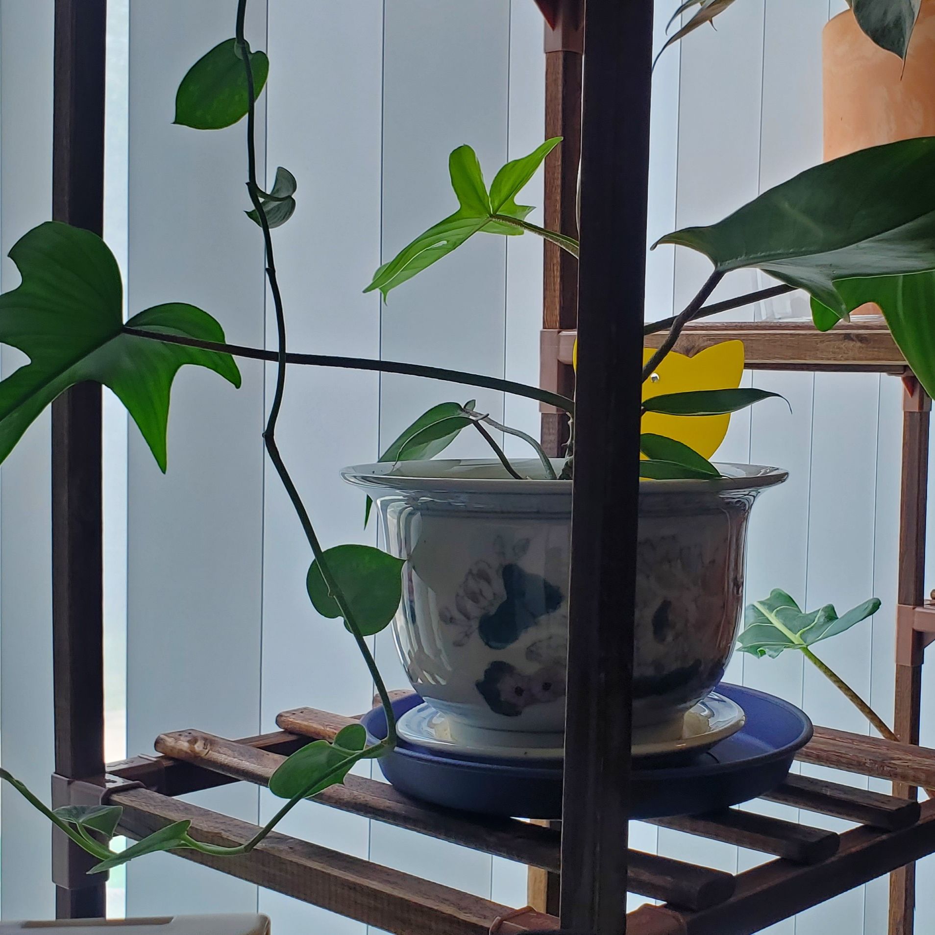 Philodendron 'Florida Beauty' plant in a pot on a shelf with one yellowing leaf.
