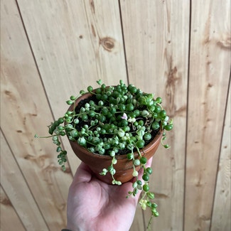 String of Pearls plant in Commerce, Oklahoma
