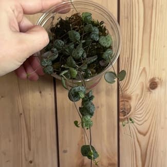 String of Hearts plant in Commerce, Oklahoma