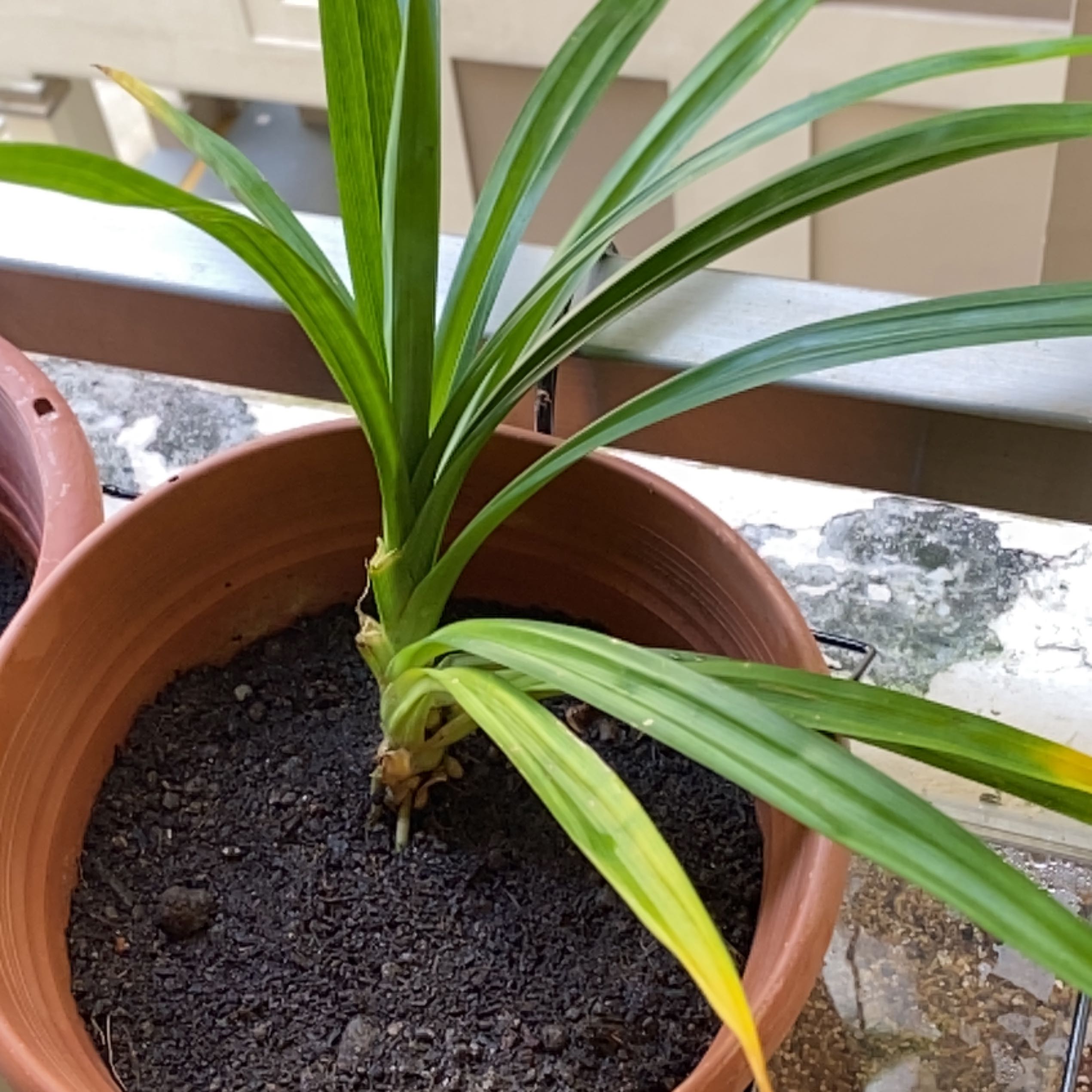 Pandan plant in a terracotta pot with some yellowing leaves and visible soil.