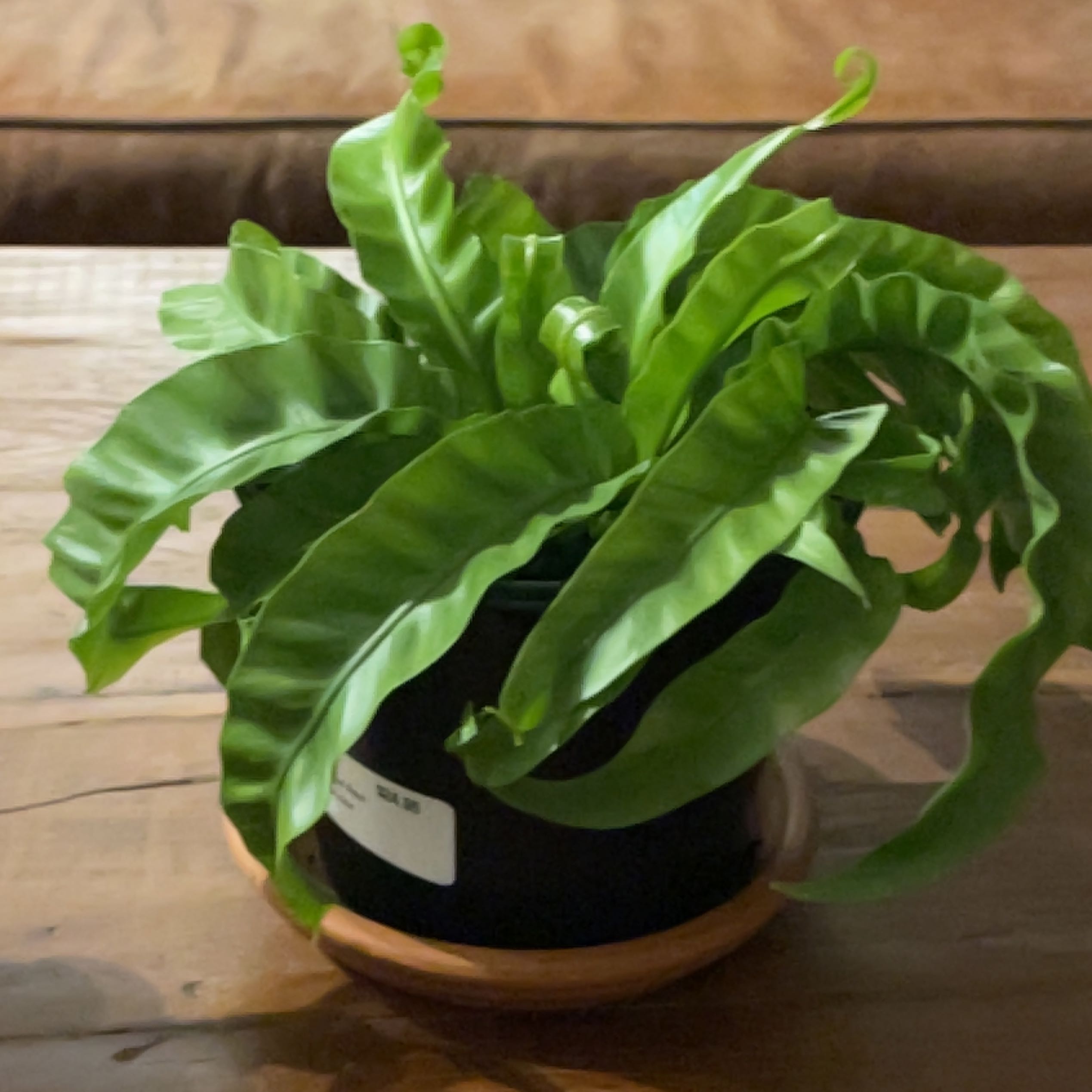 Hurricane Fern with vibrant green, wavy leaves in a pot on a wooden surface.