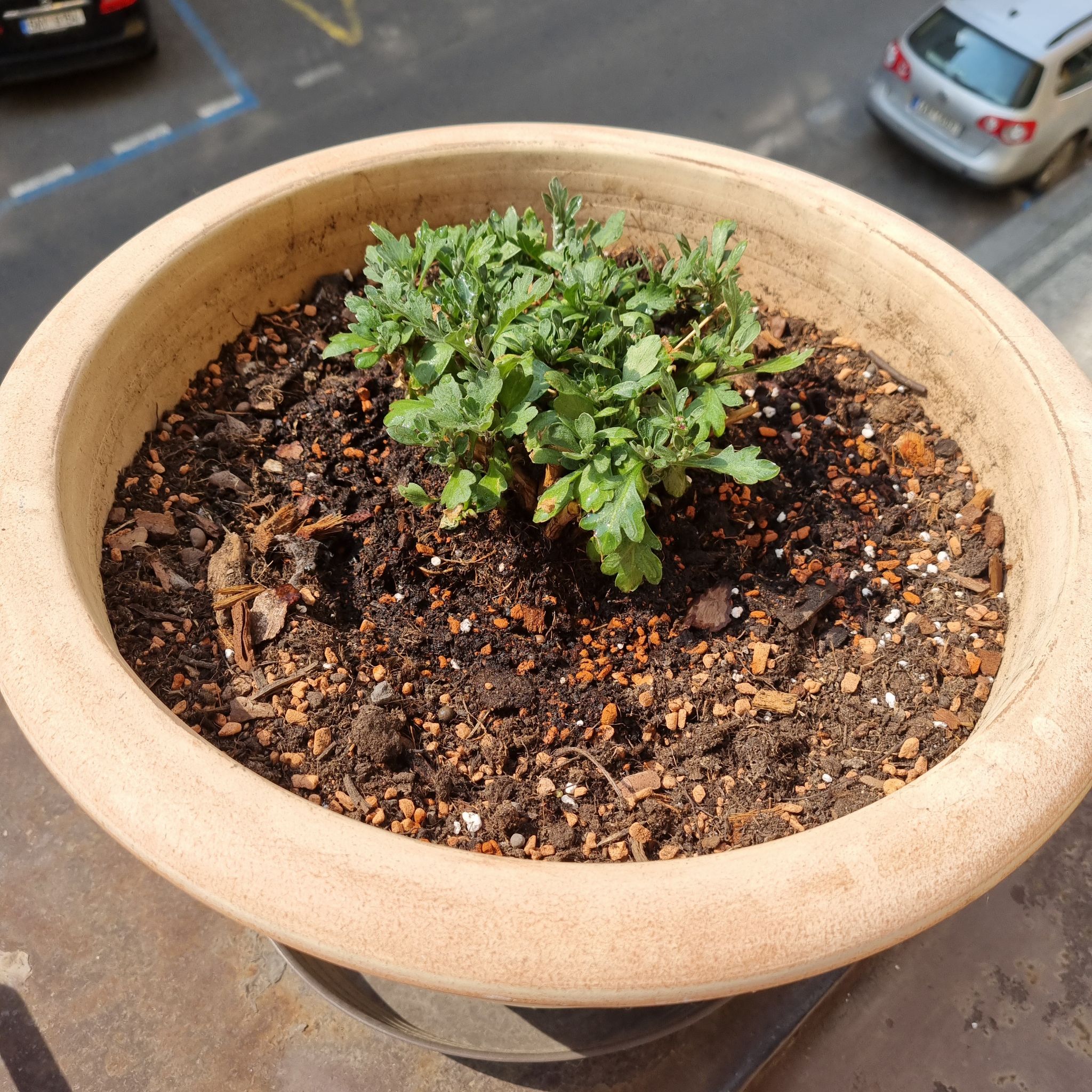 Chrysanthemum plant in a pot with visible soil, appears healthy.