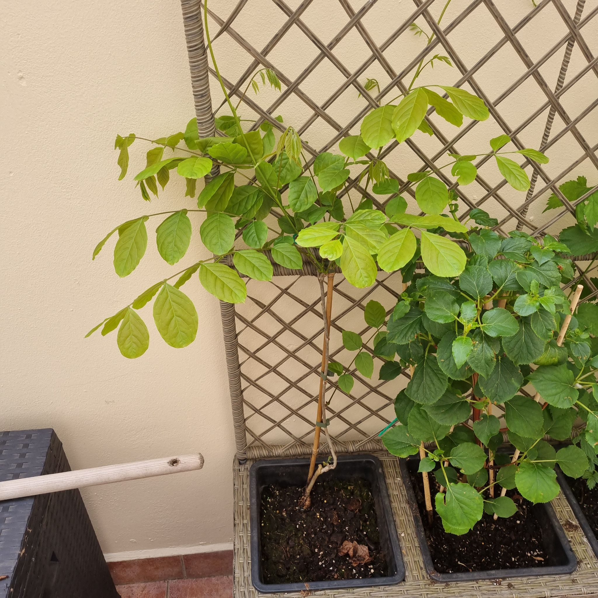 Chinese Wisteria plant in a pot with a trellis, slight yellowing on leaves, another plant visible.