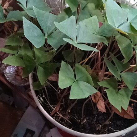 Photo of the plant species Iron Cross by @DapperGasteria named Mara on Greg, the plant care app