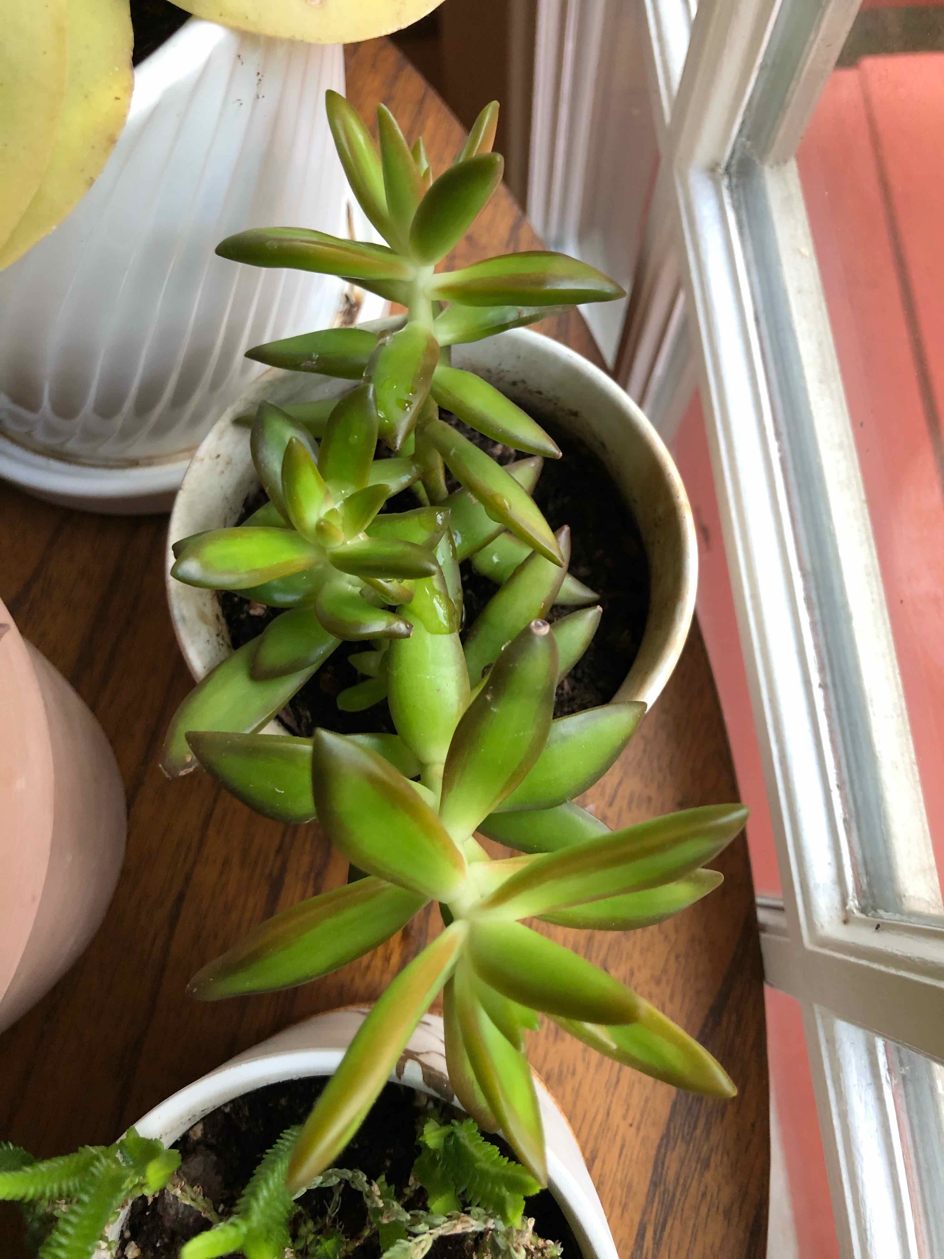 Sedum adolphi 'Sunset' plant in a pot near a window with vibrant green leaves and reddish tips.