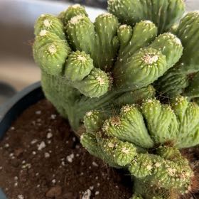 Photo of the plant species Green Coral Cactus by @Lilcritti named Hemingway on Greg, the plant care app