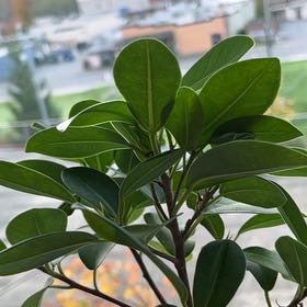 Photo of the plant species Weeping Fig Daniella by @FavoredSunburst named Bella on Greg, the plant care app