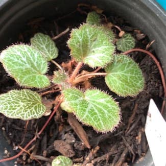 Strawberry Begonia plant in Somewhere on Earth