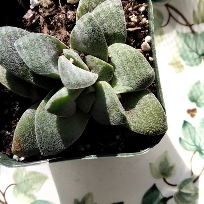 Photo of the plant species Crassula 'Morgan's Beauty' by @JocularAcajou named Mando on Greg, the plant care app