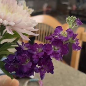 Photo of the plant species Brompton Stock by @FunDeerberry named Messi on Greg, the plant care app