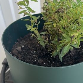Photo of the plant species Million Bells by @FunDeerberry named Luna on Greg, the plant care app