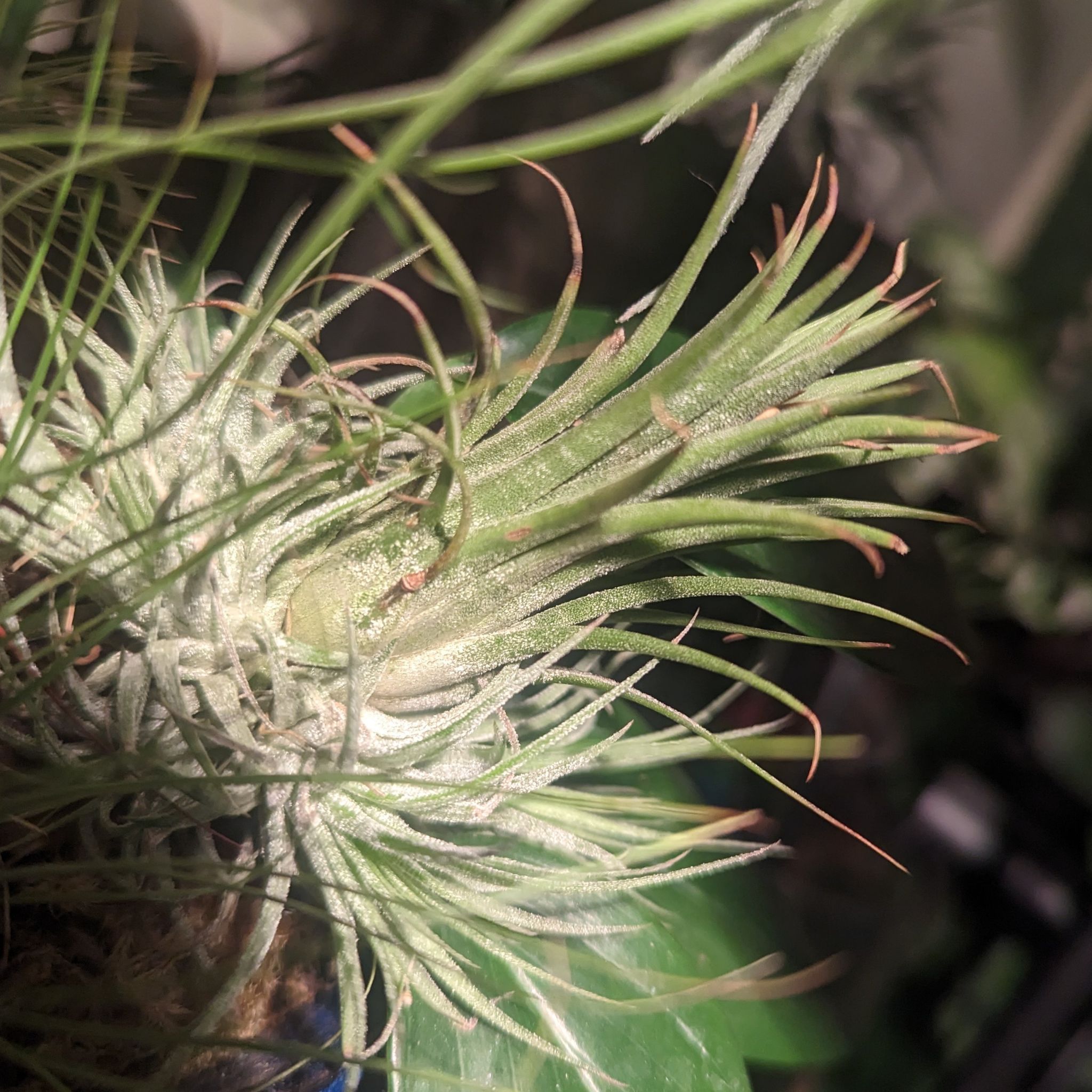 Photo of the plant species Rubra Air Plant by @StarOfIndigo named Spike Leaves on Greg, the plant care app