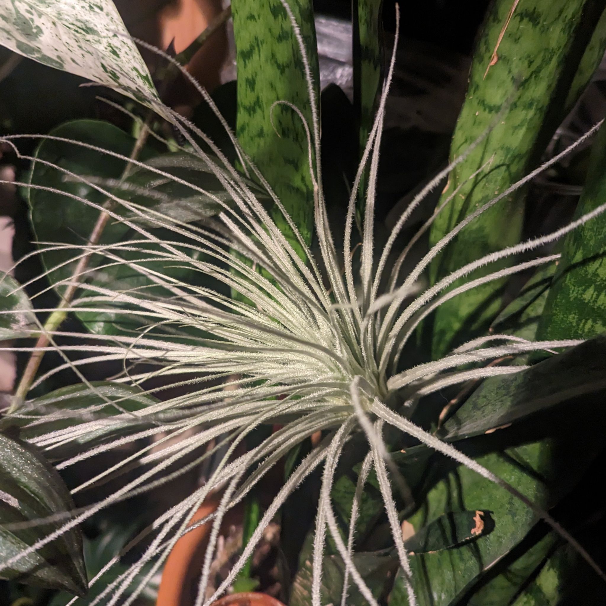 Photo of the plant species Snowball Air Plant by @StarOfIndigo named Plato on Greg, the plant care app