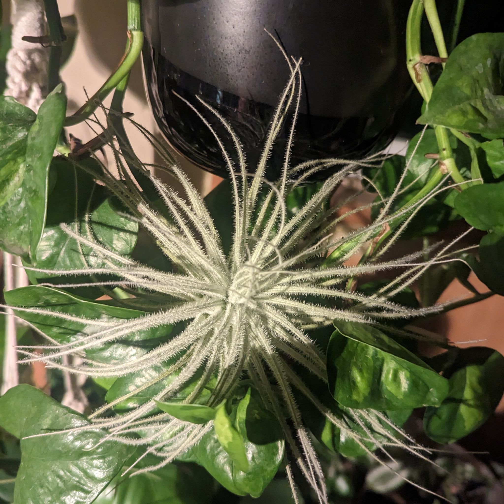 Photo of the plant species Peru Air Plant by @StarOfIndigo named Curie on Greg, the plant care app