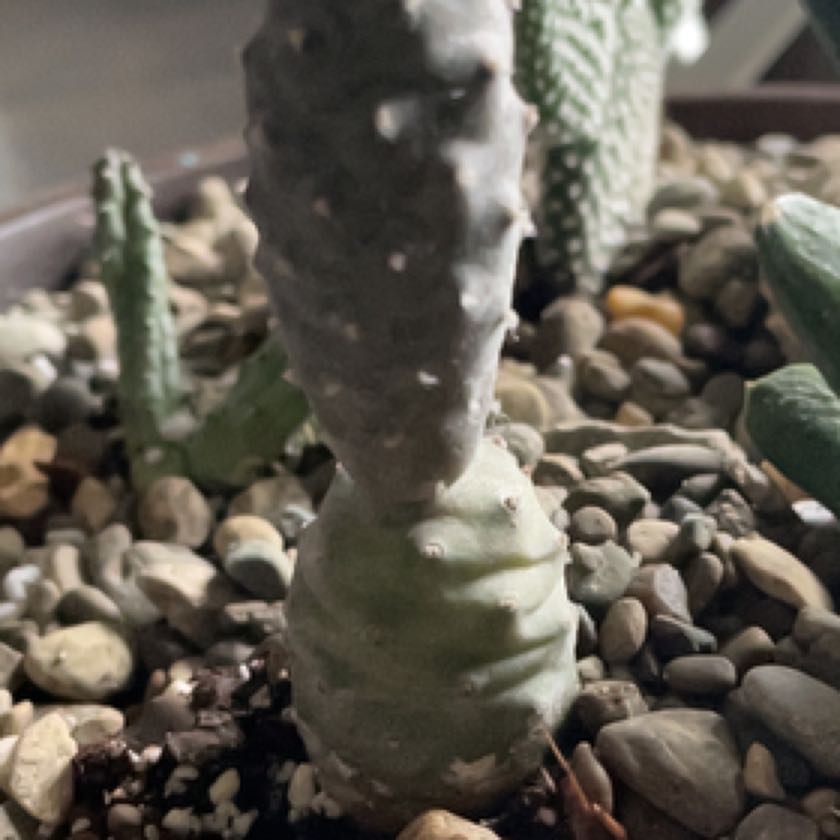 Photo of the plant species Pine Cone cactus by @AvidChisme named Willow on Greg, the plant care app