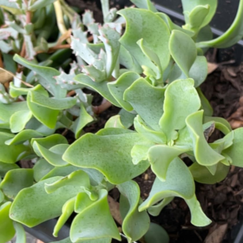 Photo of the plant species curly jade by @RealWildtea named Wall-E on Greg, the plant care app