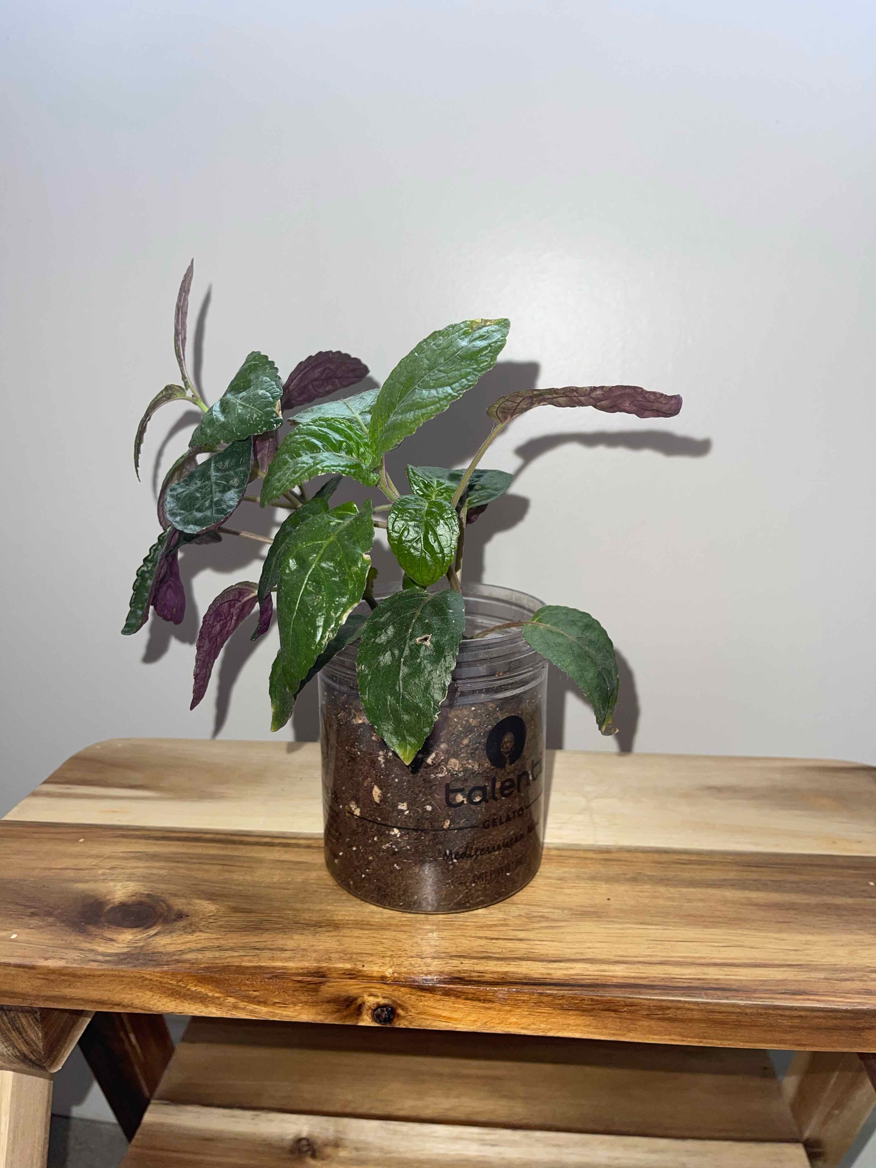 Waffle Plant in a transparent container on a wooden surface, showing healthy green and purple leaves.