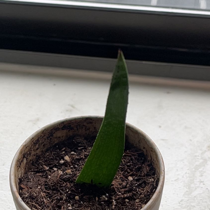 Healthy Sansevieria trifasciata plant with single dark green leaf growing in small brown pot on white surface.