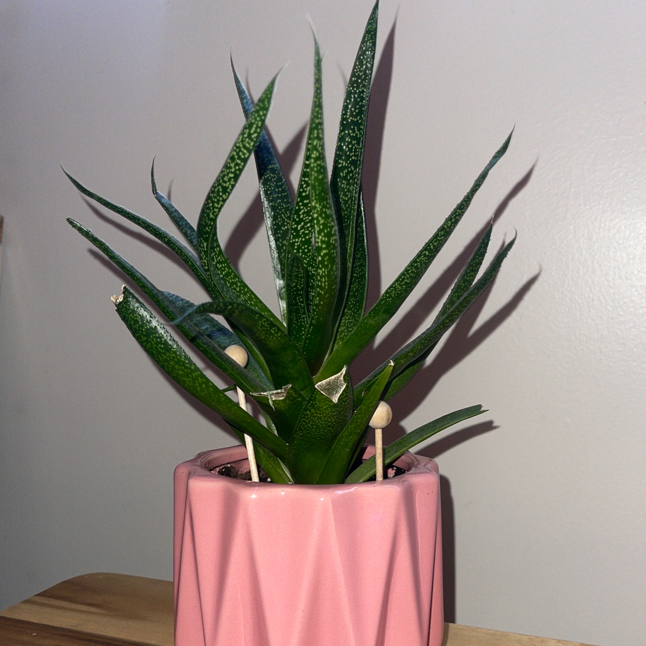 Gasteraloe 'Flow' plant in a pink pot with vibrant green leaves.