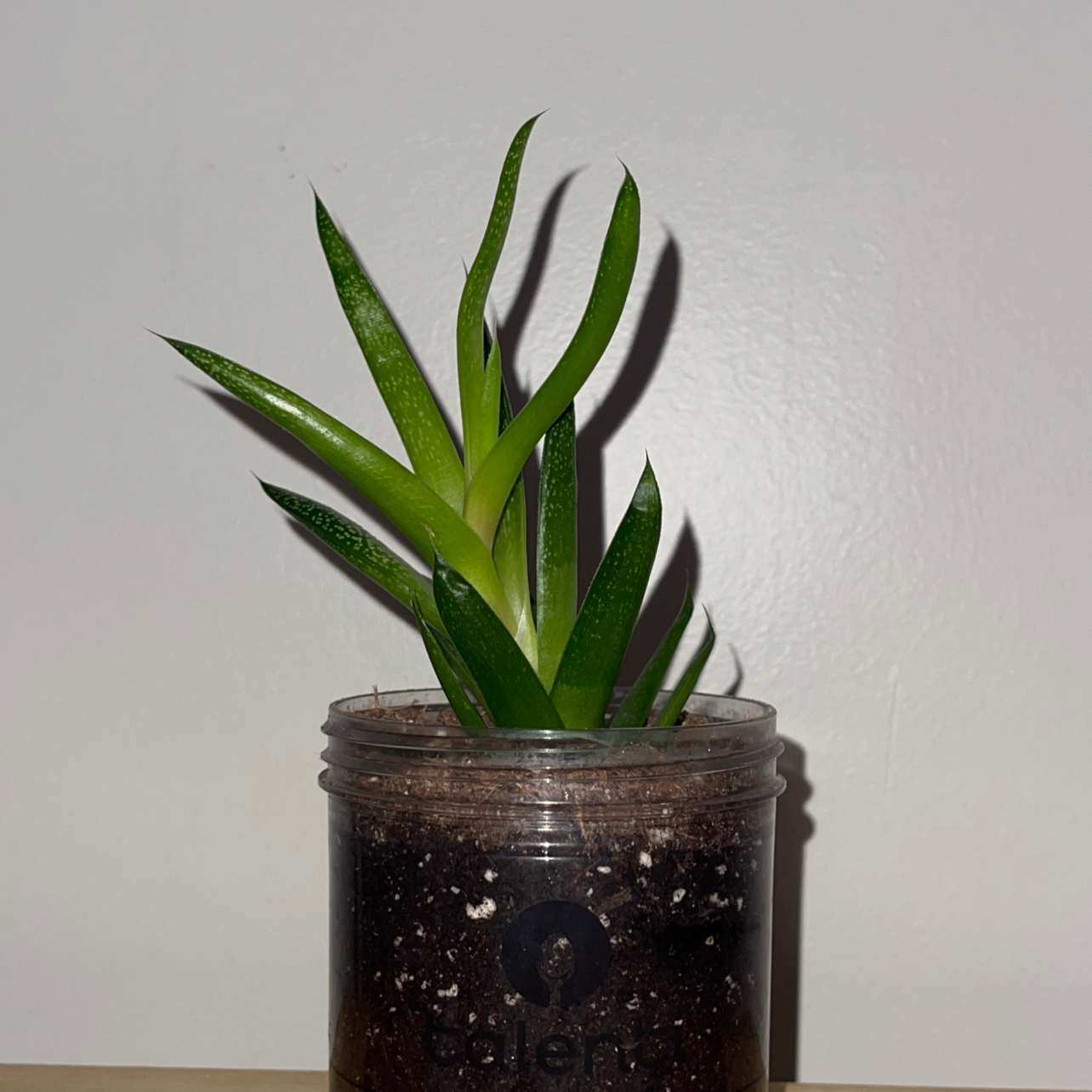 Healthy Ox Tongue plant with vibrant green leaves growing in a glass jar with visible soil.