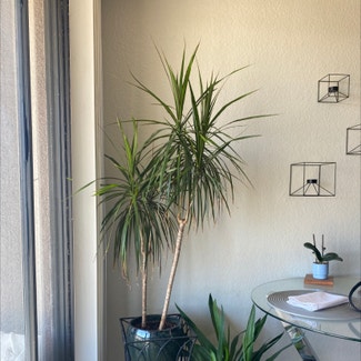 Dragon Tree plant in Los Angeles, California