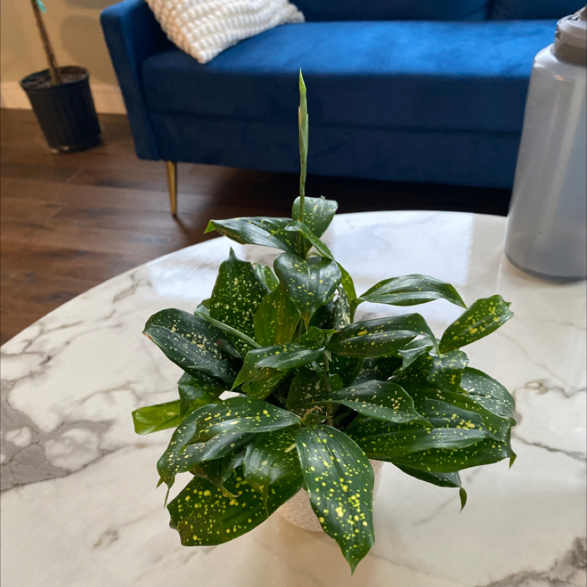Dracaena 'Florida Beauty' plant on a marble table with vibrant green leaves and yellow speckles.