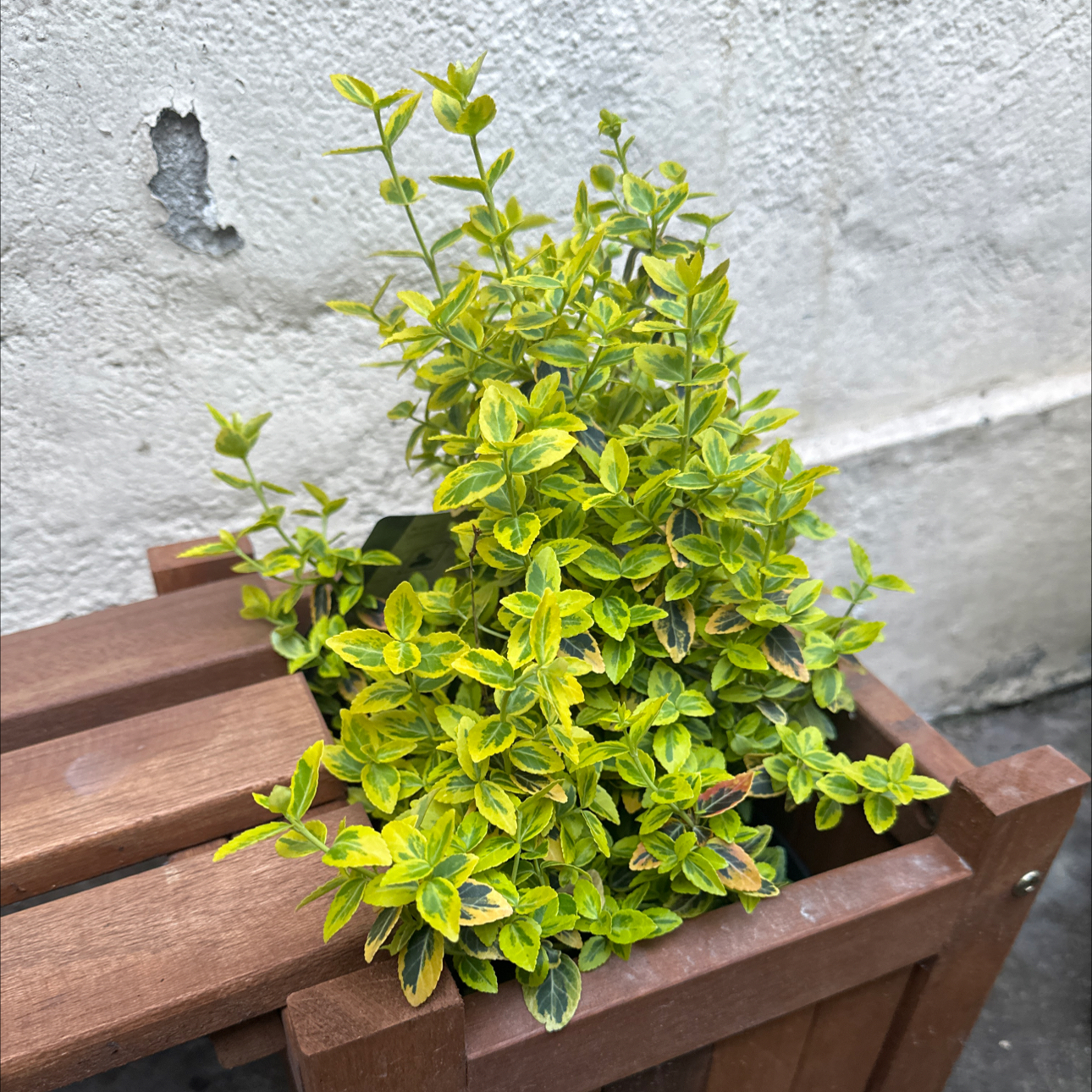 Photo of the plant species Euonymus fortunei 'Gold Splash®' by @solquest named Goldie on Greg, the plant care app