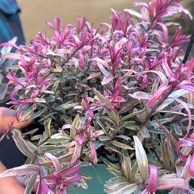 Photo of the plant species Hebe by @solquest named Phoebe on Greg, the plant care app