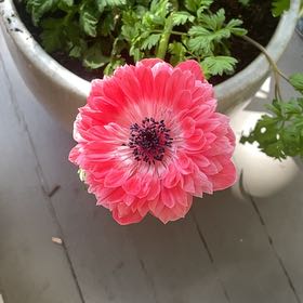 Photo of the plant species Poppy Anemone by @UpfrontGreen named Homer on Greg, the plant care app