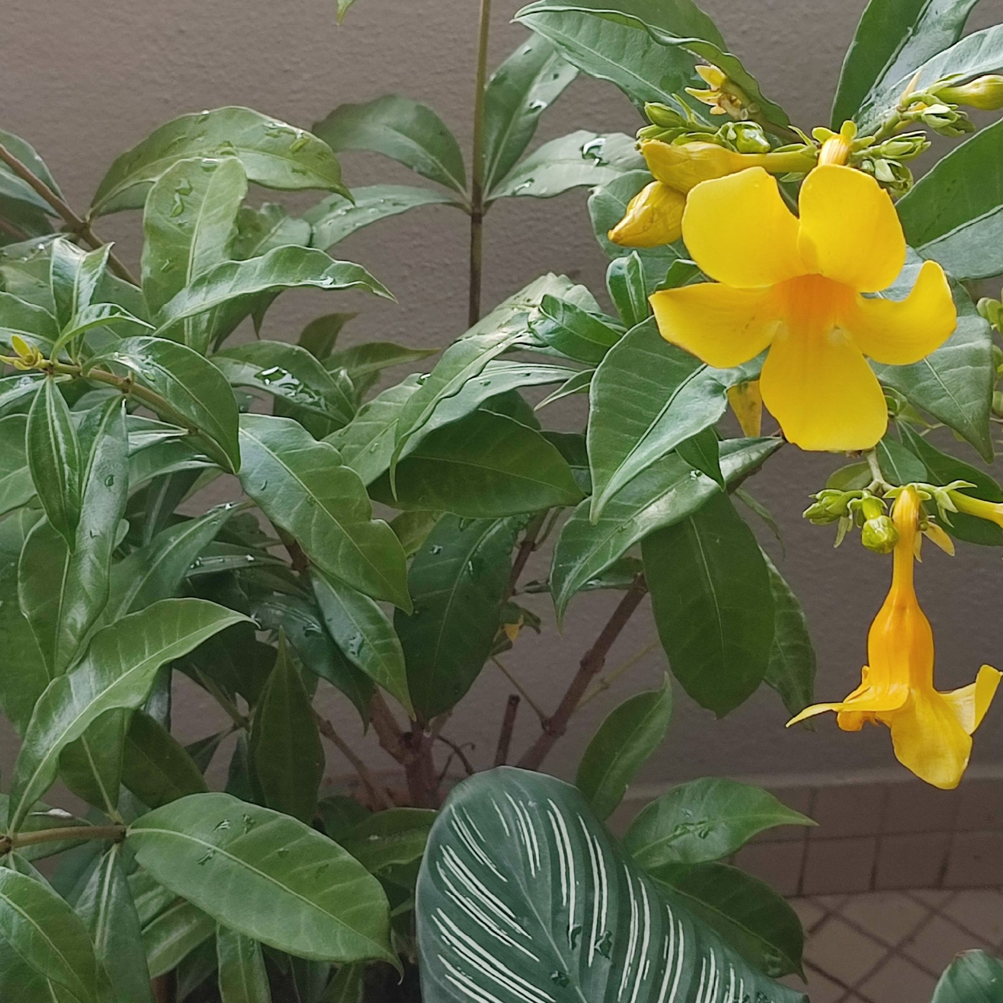 Golden Trumpet plant with vibrant yellow flowers and healthy green leaves.