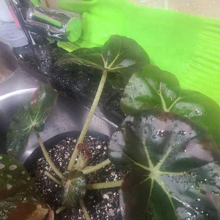 Photo of the plant species Beefsteak Begonia by @SolidBaywillow named James Dean on Greg, the plant care app