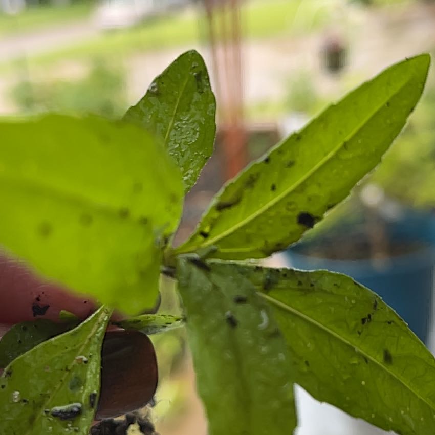 Photo of the plant species Orange Jewelweed by @HotLuronium named Sproutacus on Greg, the plant care app