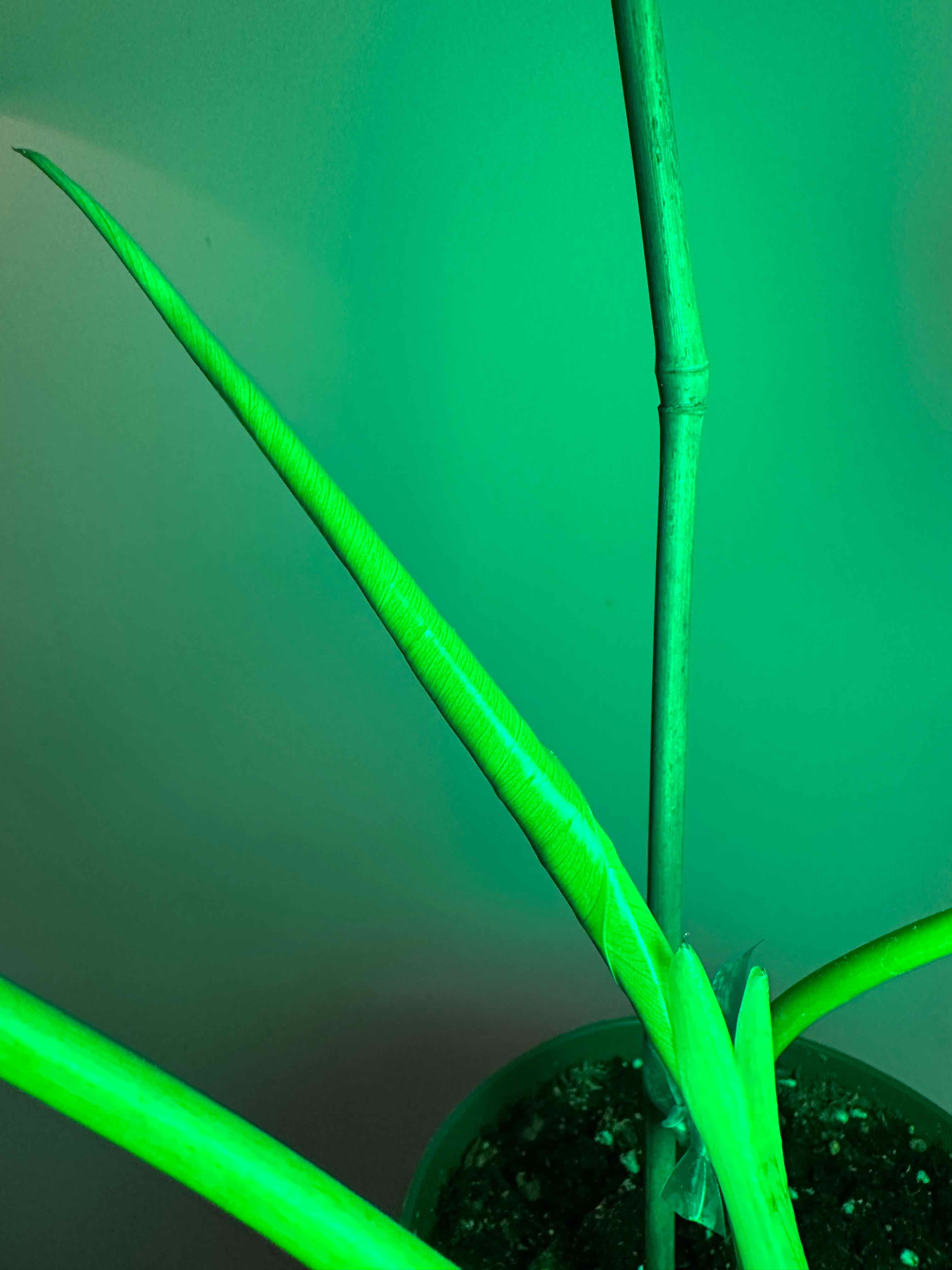 Giganteum