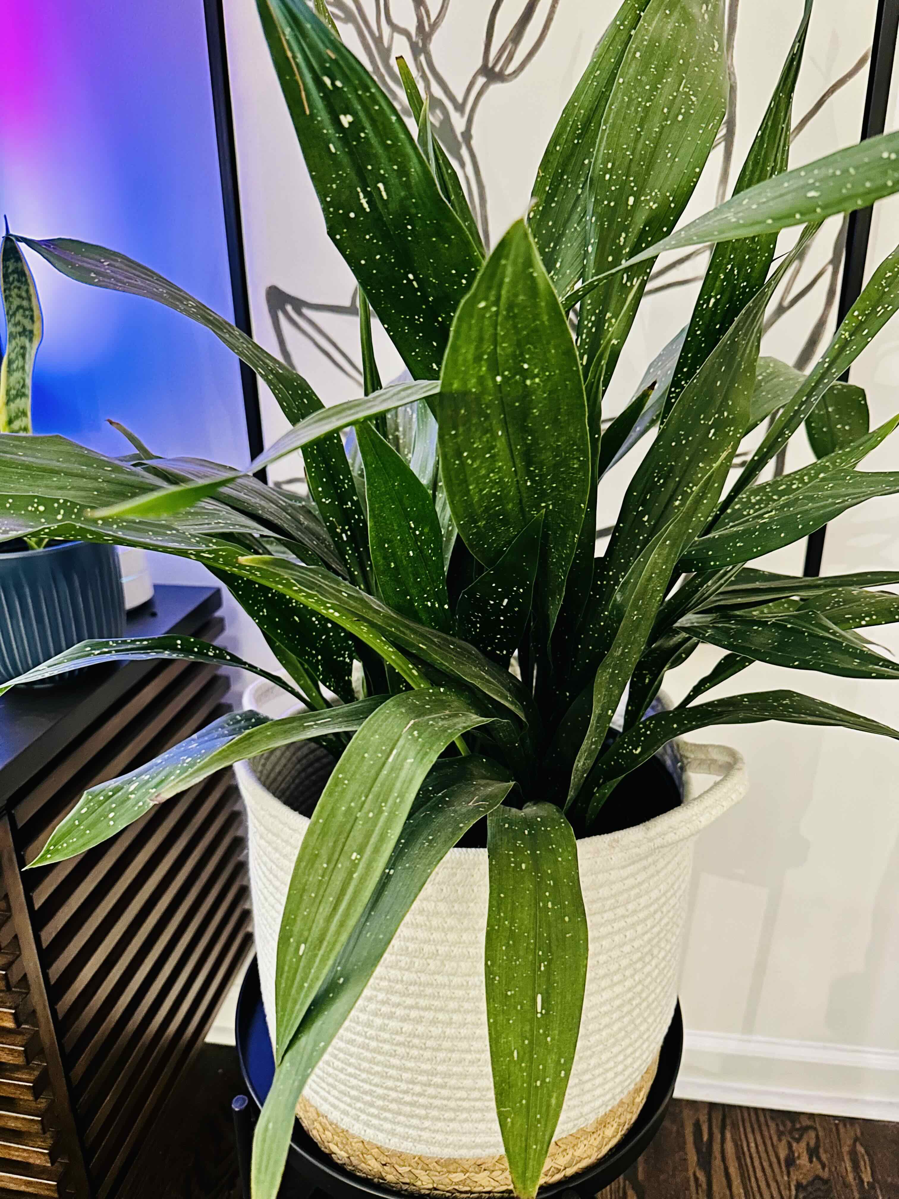 Healthy Cast Iron Milky Way plant with vibrant green leaves and white speckles in a white pot.