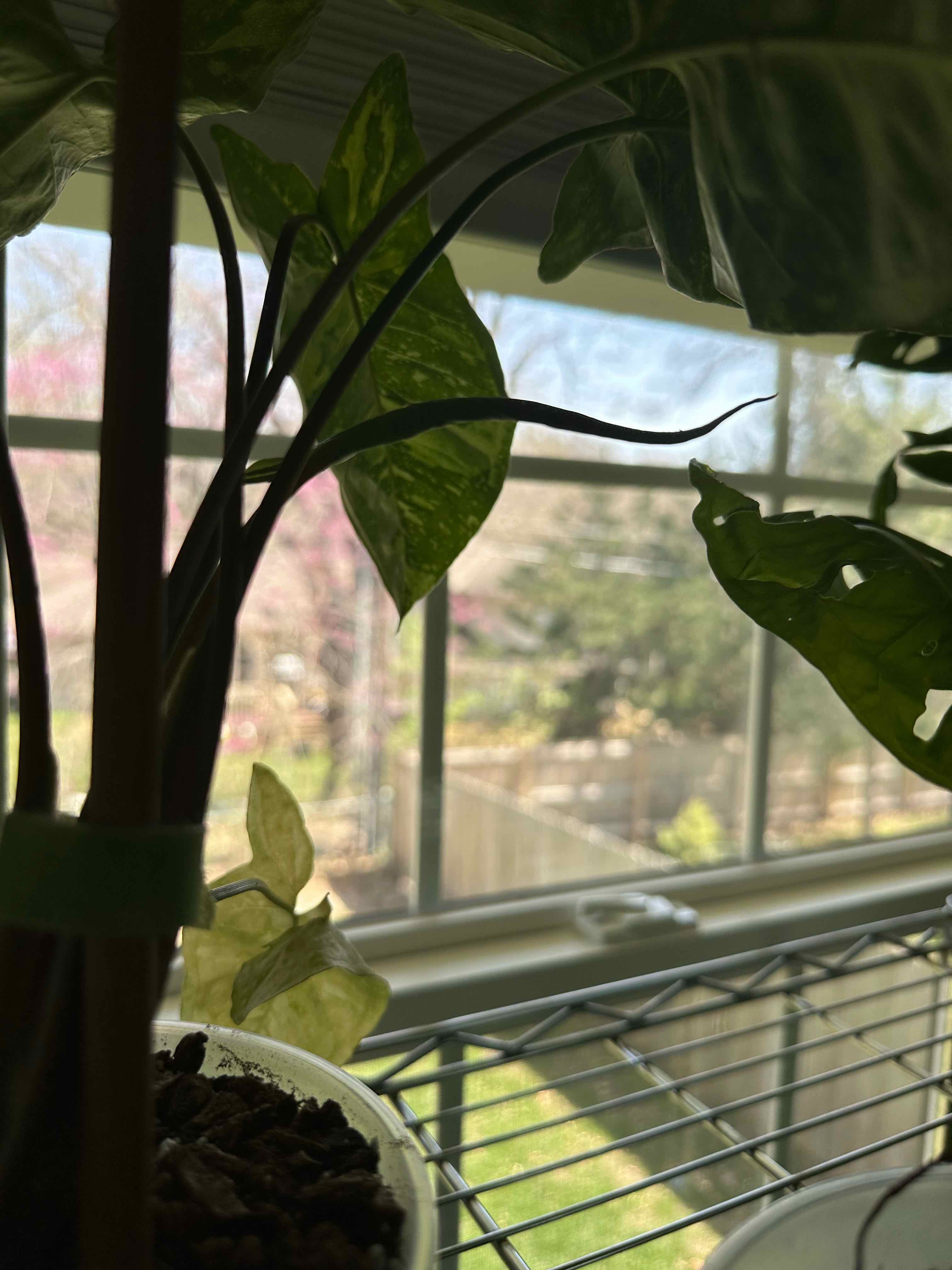 Syngonium Panda plant on a wire shelf near a window with visible soil.