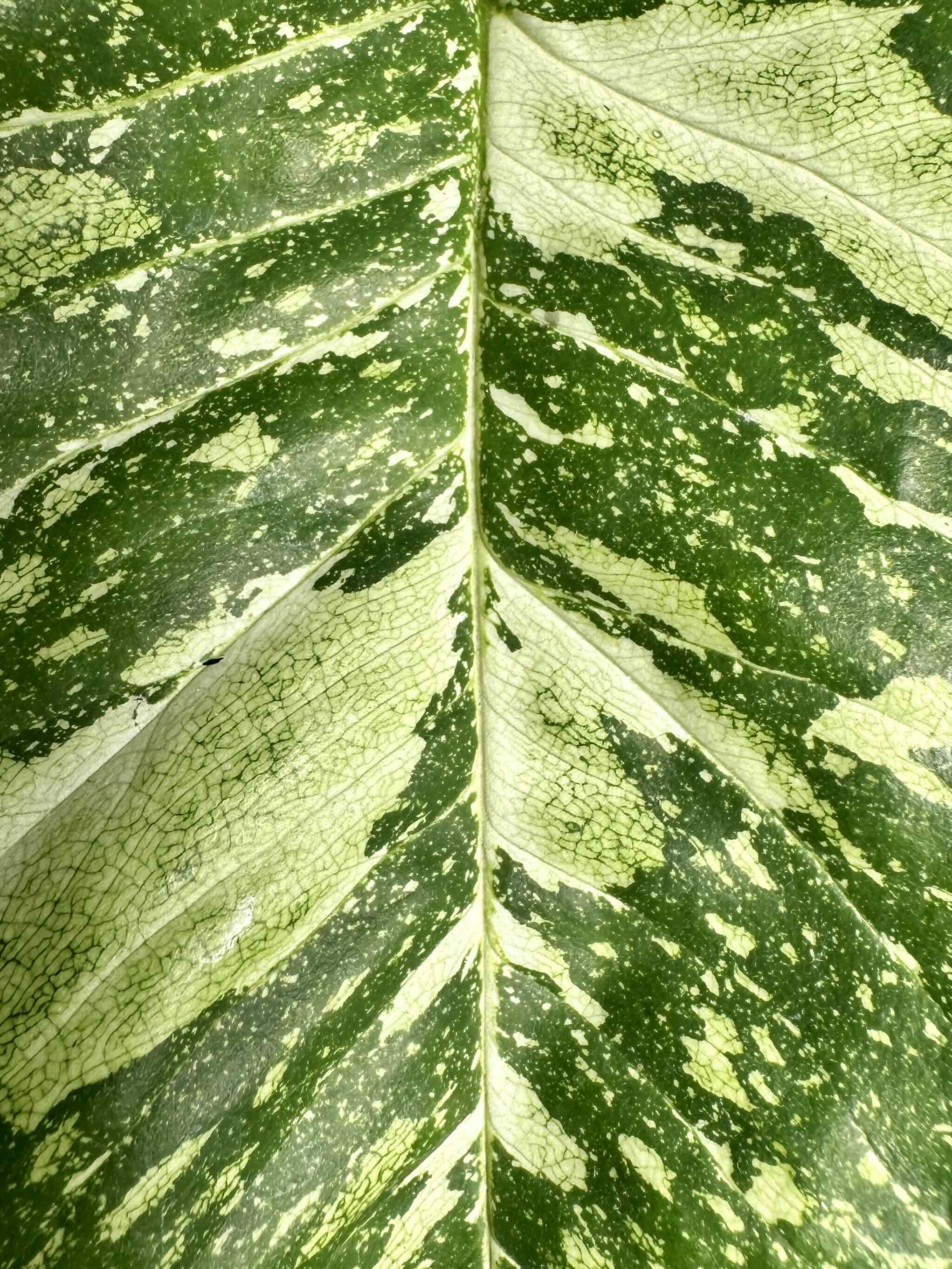 Close-up of a healthy Syngonium Panda leaf with variegated green and white patterns.
