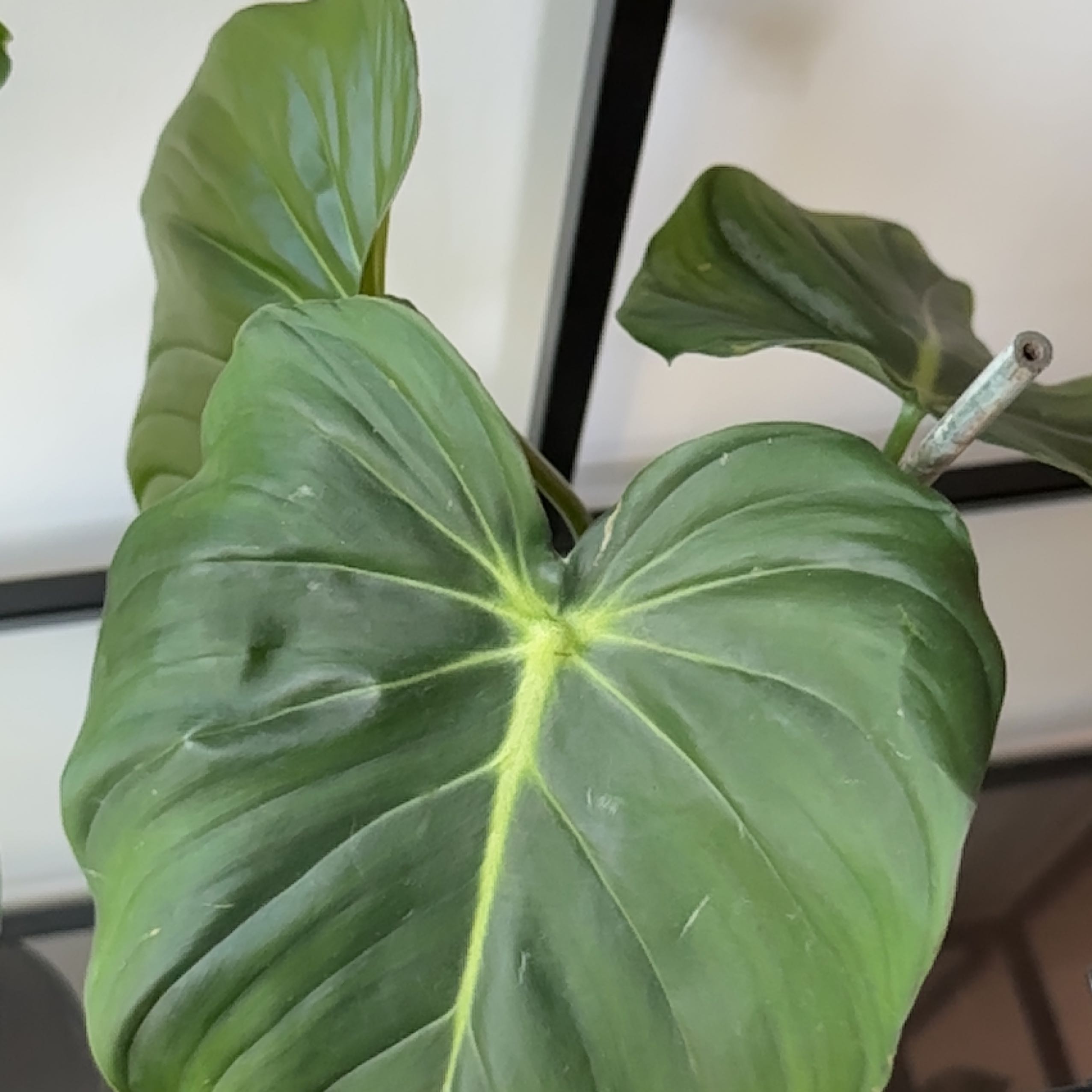 Philodendron 'McDowell' with large, green, heart-shaped leaves. Plant appears healthy.