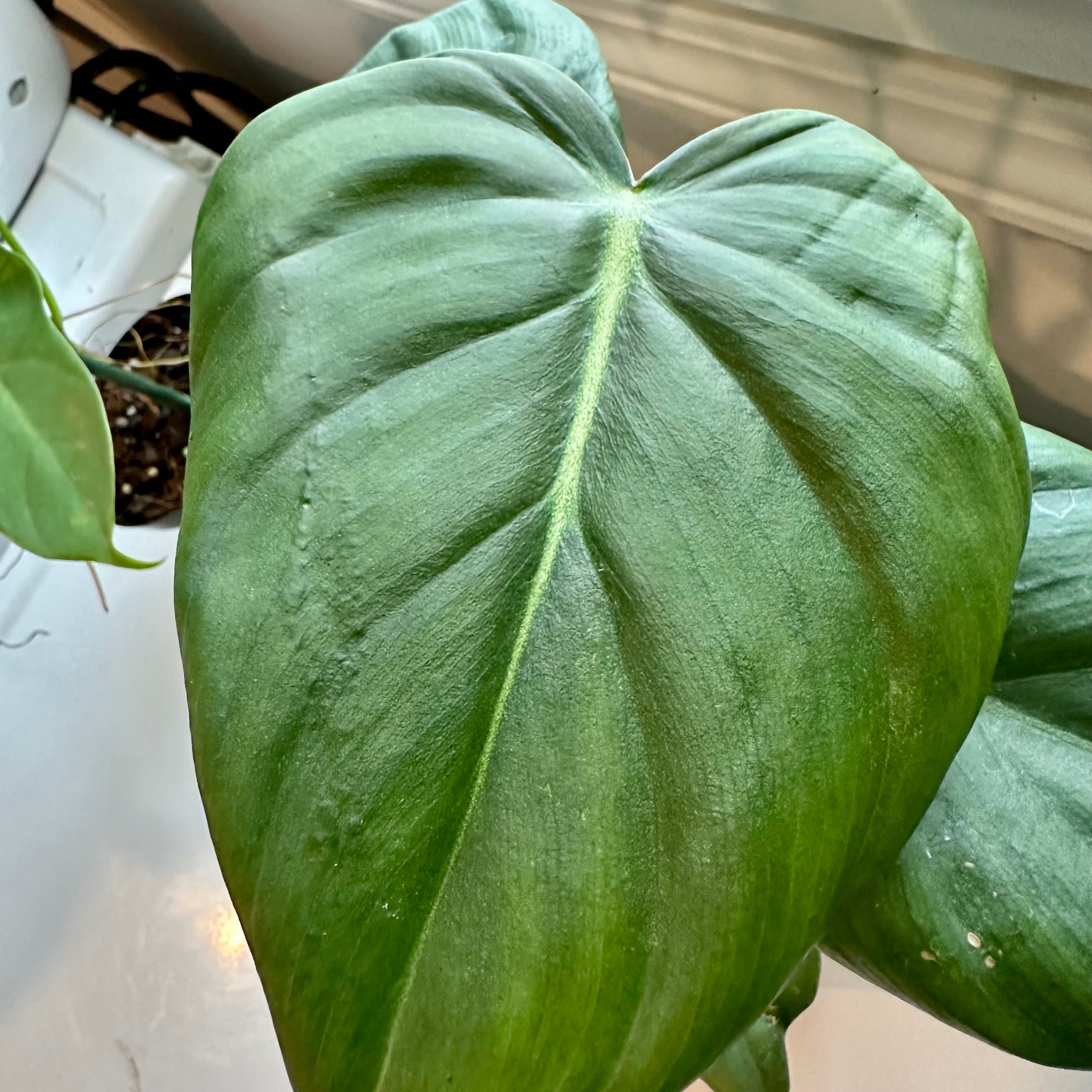 Close-up of a healthy Philodendron 'McDowell' leaf, vibrant and well-framed.
