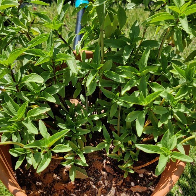 Photo of the plant species Thai basil / Selasih by @WittyMoonwort named Fernie Mercury on Greg, the plant care app