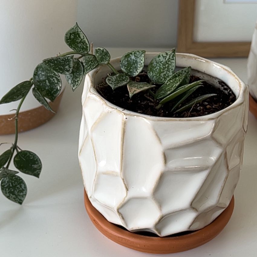 Potted Hoya krohniana plant with green, heart-shaped leaves with white speckles.