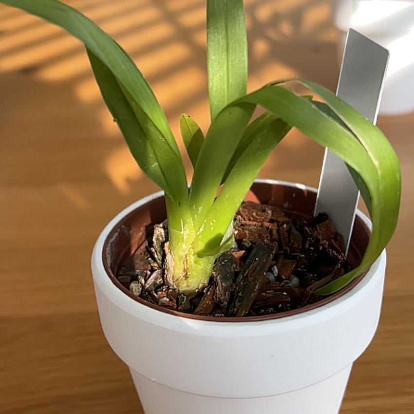 Photo of the plant species Gold Dust Orchid by @Sibbitz named Moira on Greg, the plant care app