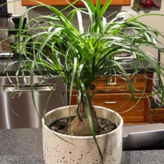 Ponytail Palm plant in Holland, Michigan